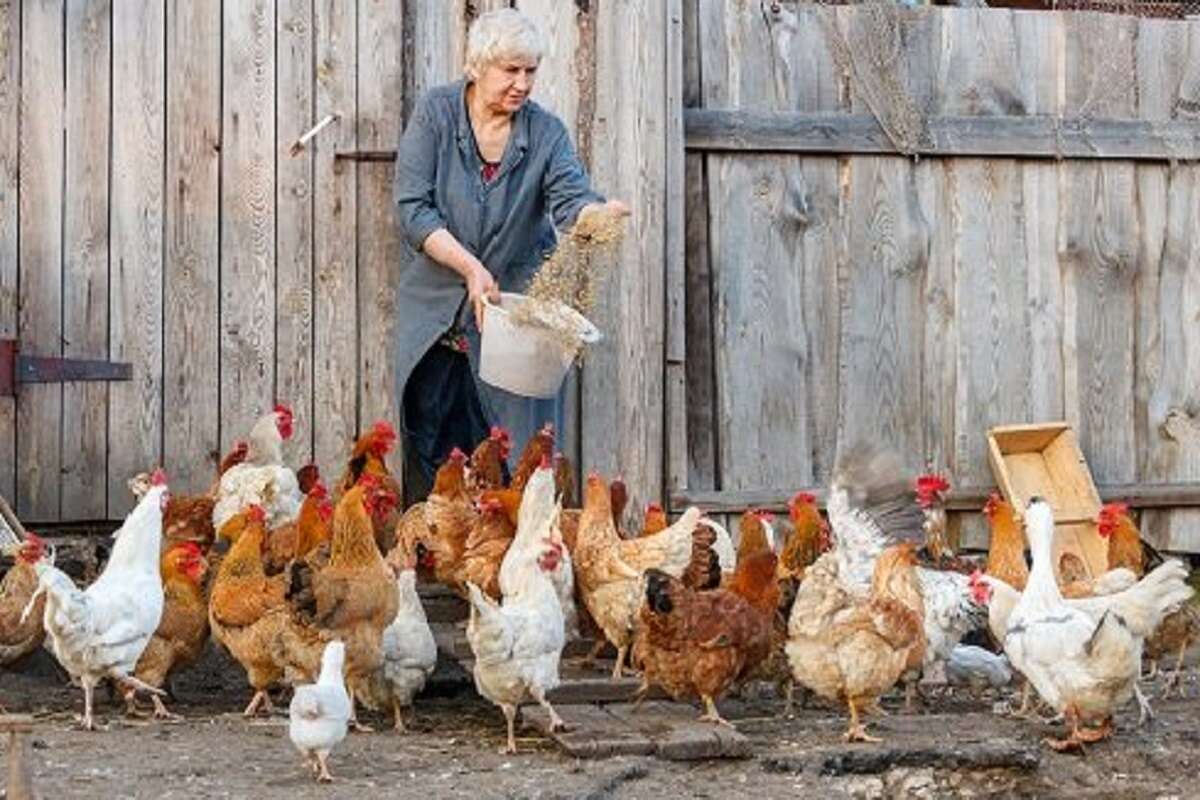 what to feed broiler chickens