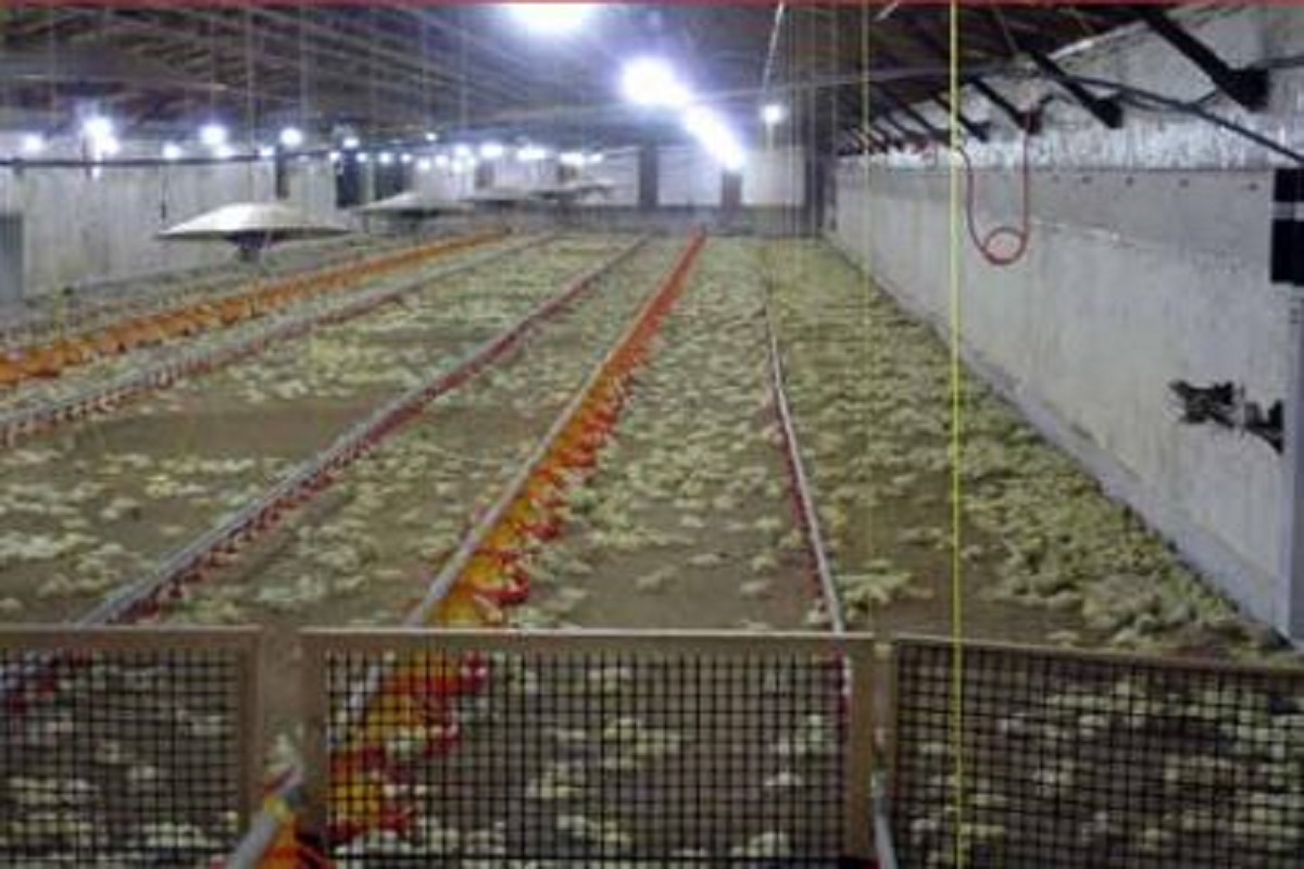 Poultry Feed Formulation - Based on Latest Scientific Research