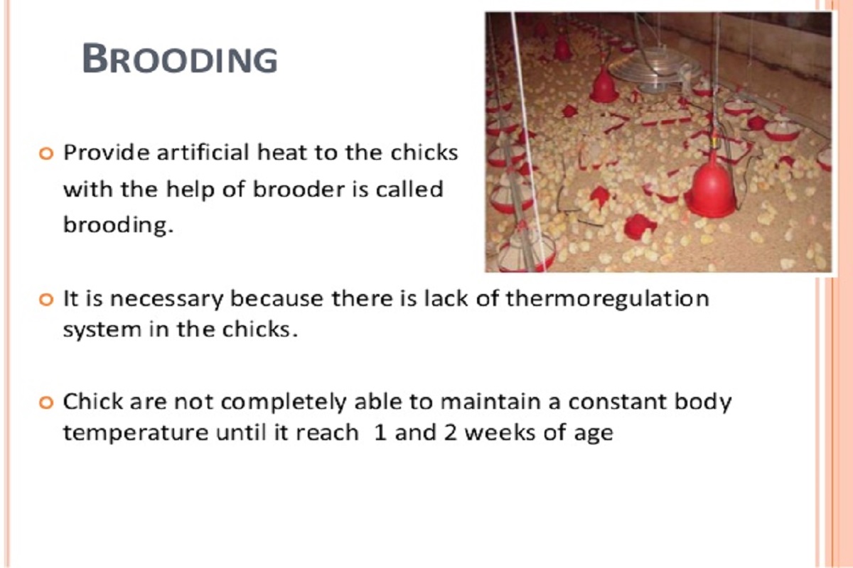 Brooding Of Chicks Meaning Archives POULTRY FEED FORMULATION