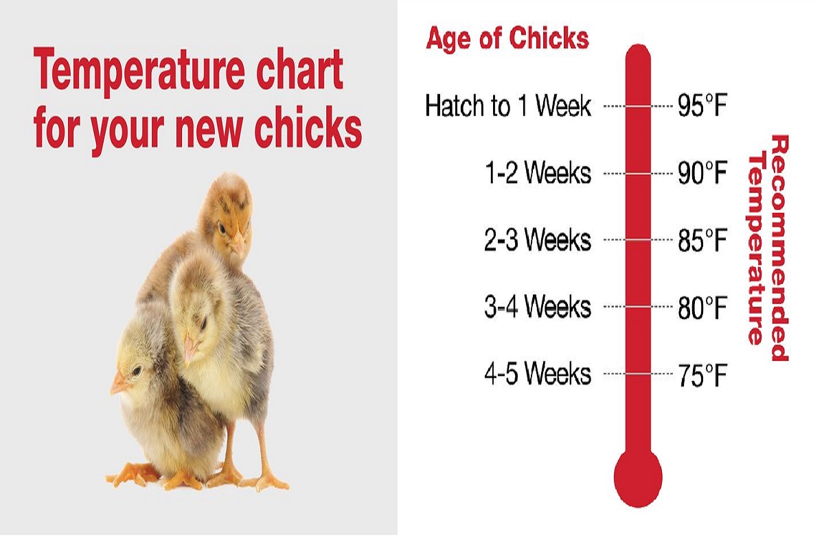 temperature for hatching chicken eggs in celsius