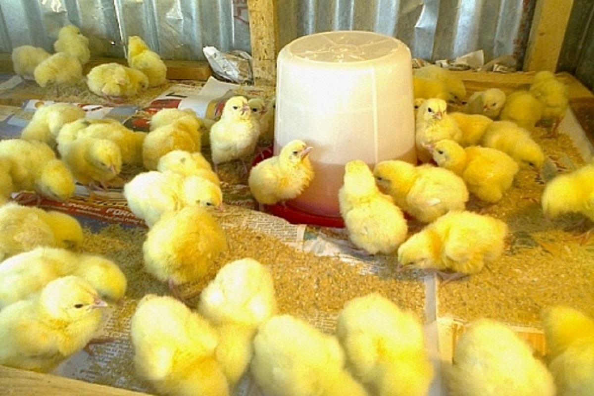 Brooding Of Chicks Meaning Archives POULTRY FEED FORMULATION