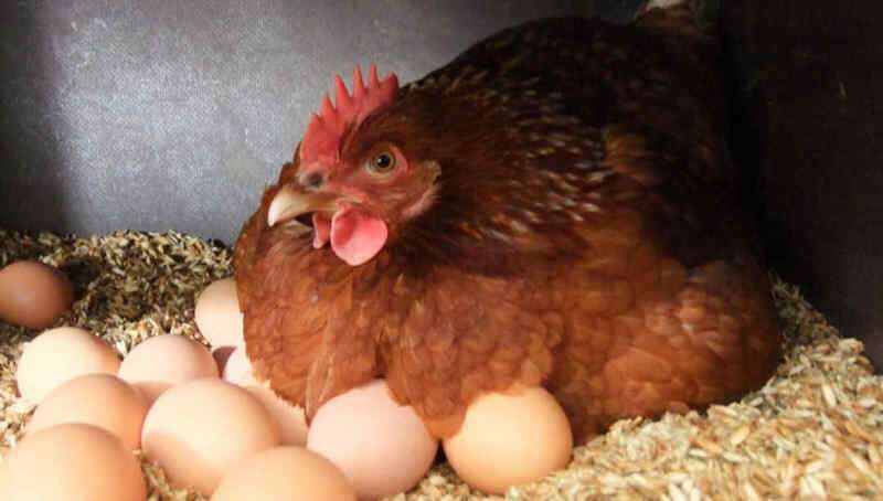 chicken lay eggs