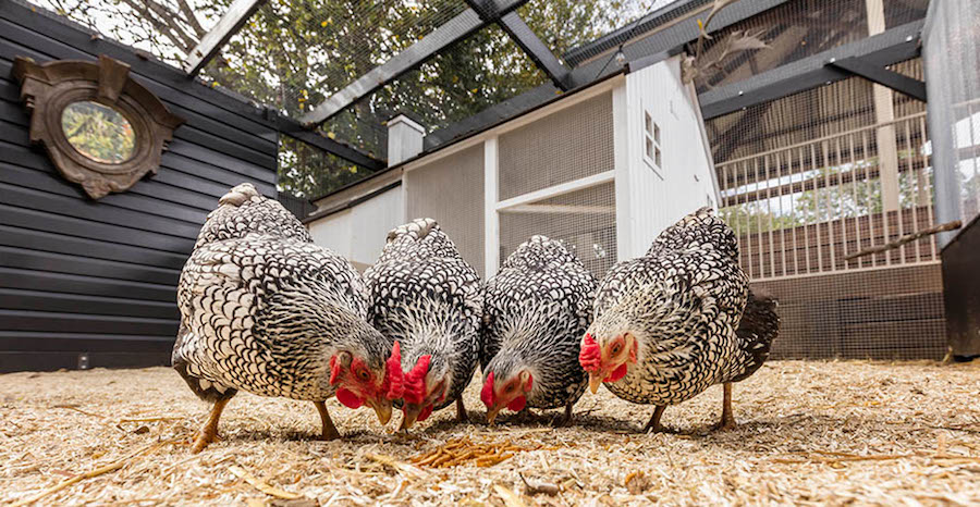 DIY Chicken Feed Recipe: Affordable Nutritious, 54% OFF