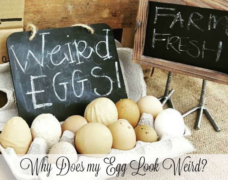 weird eggs