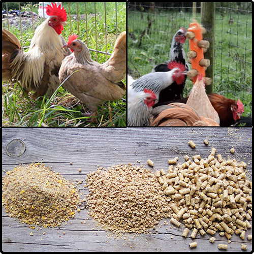 What Are The 5 Types Of Chicken Feeds