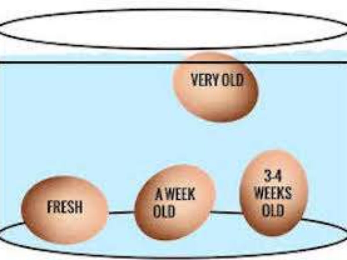 For by freshness floating test eggs The Egg