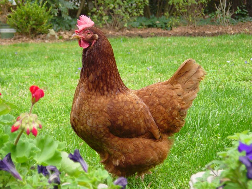 What Do Chickens Eat for Treats and in the Wild? 7 Excellent Ideas Every  Poultry Farmer Should Know - POULTRY FEED FORMULATION