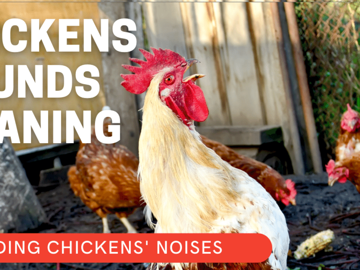 10 Most Common Fascinating Chicken Sounds and How to Decode Its Meaning -  POULTRY FEED FORMULATION