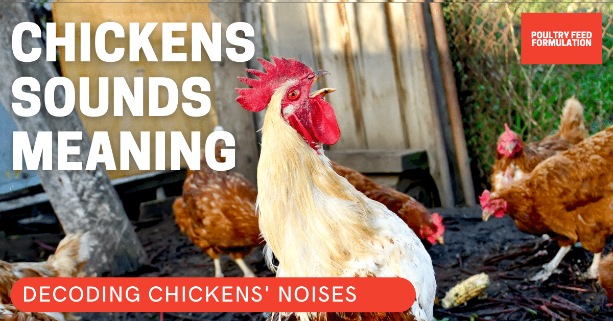 10 Most Common Fascinating Chicken Sounds And How To Decode Its Meaning ...