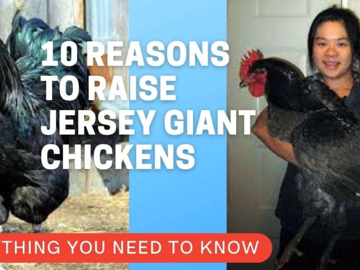 Creep butik på vegne af 10 Amazing Reasons to Raise Jersey Giant Chickens - POULTRY FEED FORMULATION