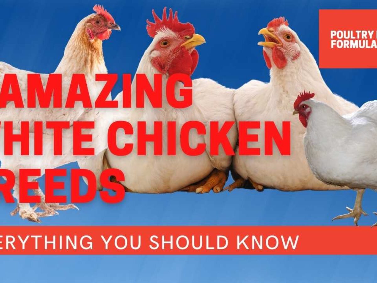 9 Amazing White Chicken Breeds You Should Raise - POULTRY FEED FORMULATION