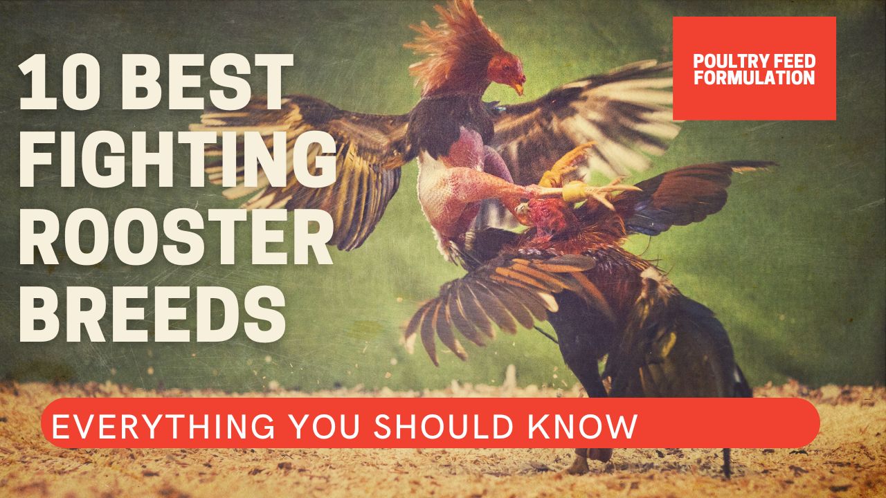 10 Excellent Breeds of Fighting Roosters and Gamefowl Bloodlines - POULTRY  FEED FORMULATION