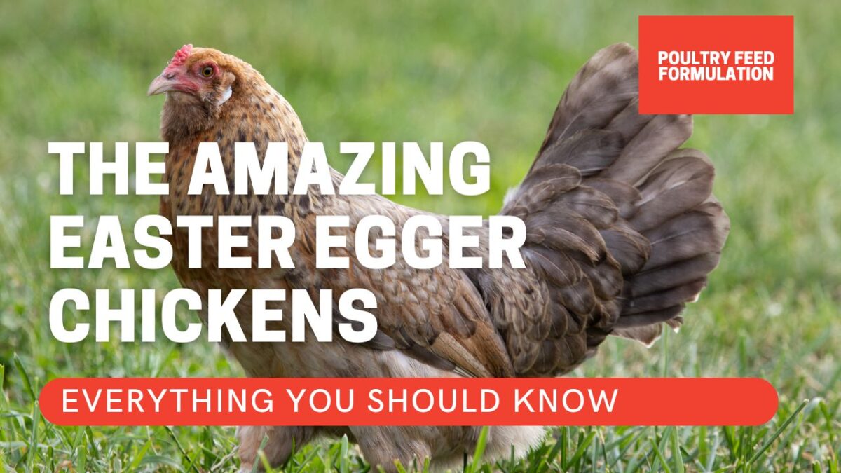 10 Amazing Reasons to Raise Easter Egger Chickens - POULTRY FEED FORMULATION