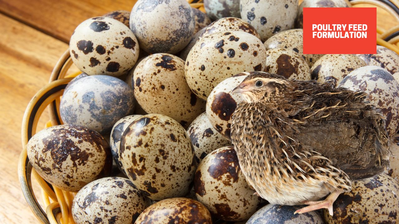 Are Quail Eggs Good For Dogs