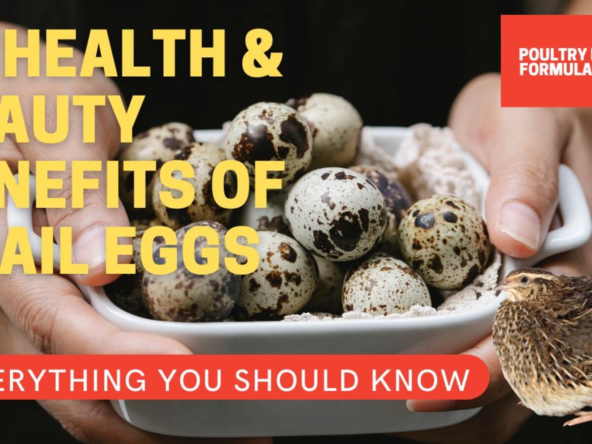 Quail Eggs Nutritional Info | Besto Blog